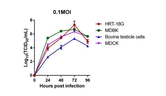 我國國內流行的D型流感病毒株HY11生物學特性鑒定