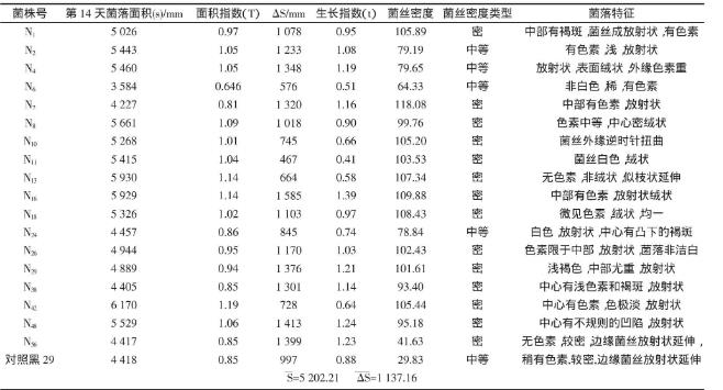 野生黑木耳N56菌株分離純化、菌絲生長速率實驗（一）