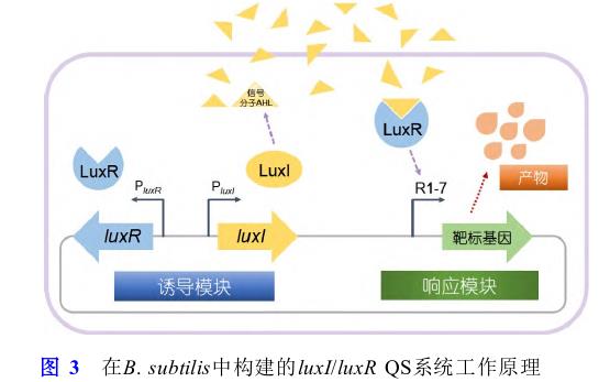 微生物合成食品功能因子方法、研究策略和進(jìn)展（三）