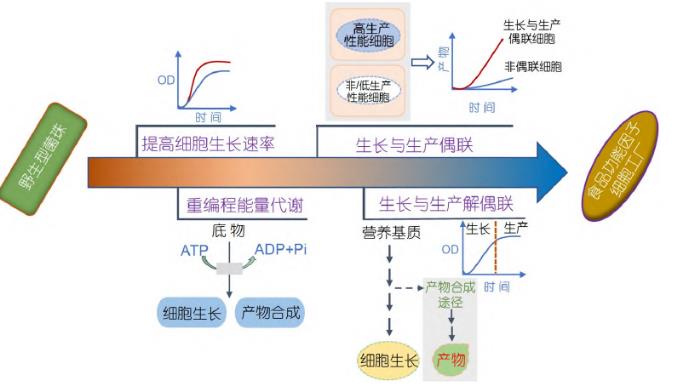 微生物合成食品功能因子方法、研究策略和進(jìn)展（一）
