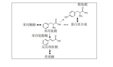 實(shí)時(shí)監(jiān)測(cè)藍(lán)藻細(xì)胞內(nèi)用于外源生物合成的苯丙氨酸相對(duì)含量的方法
