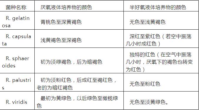 光合細(xì)菌怎么培養(yǎng)？光合細(xì)菌的培養(yǎng)條件與生產(chǎn)工藝、顏色變化
