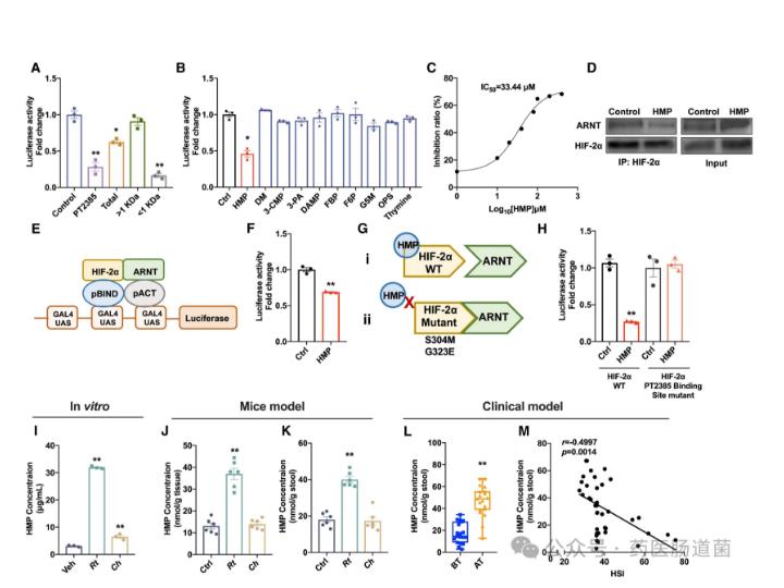 微生物代謝物抑制 HIF-2α-神經酰胺途徑，減輕飲食誘導的肝脂肪變性