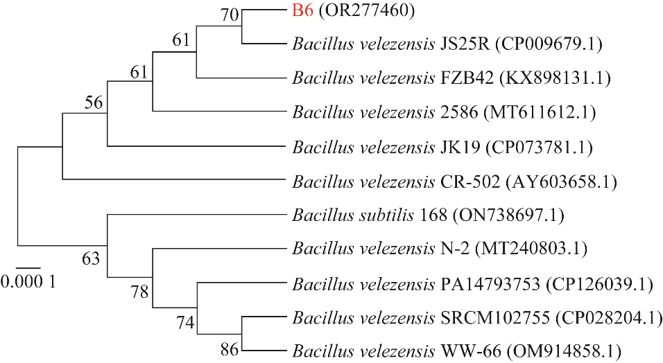 貝萊斯芽孢桿菌B.velezensis B6生長曲線、驅油功能特性評價（一）