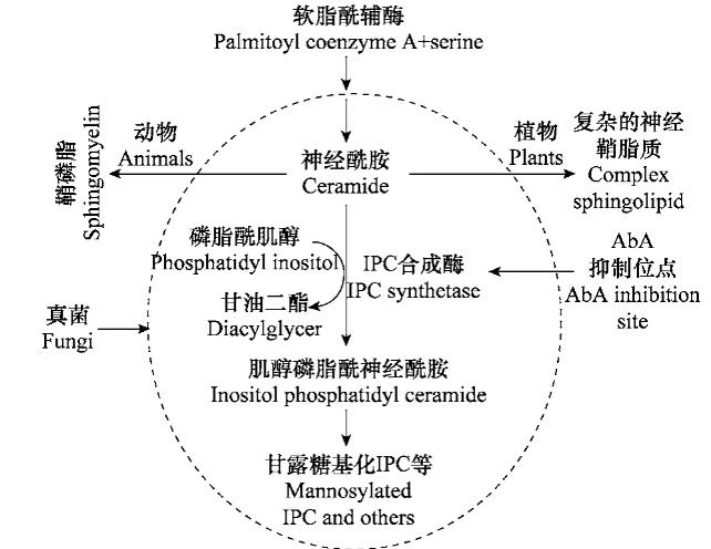 短梗霉素A對(duì)植物病原真菌灰葡萄孢菌AUR 1基因的抑制生長機(jī)理（一）
