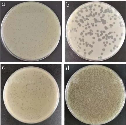 ?4株金黃色葡萄球菌噬菌體形態(tài)、生物學(xué)特性、生長(zhǎng)曲線及基因組特征（一）