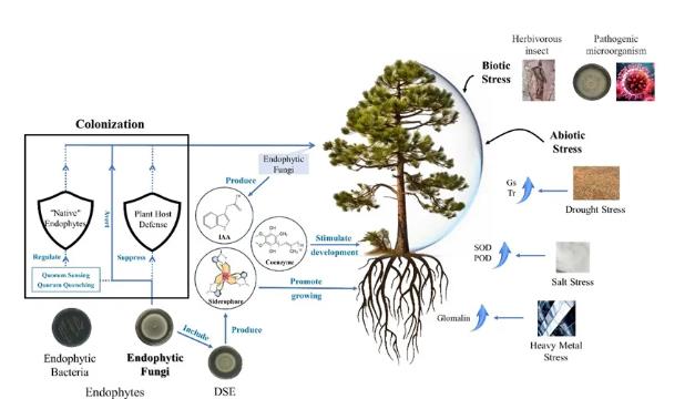 內(nèi)生真菌對(duì)木本植物生長發(fā)育分子機(jī)制及響應(yīng)過程