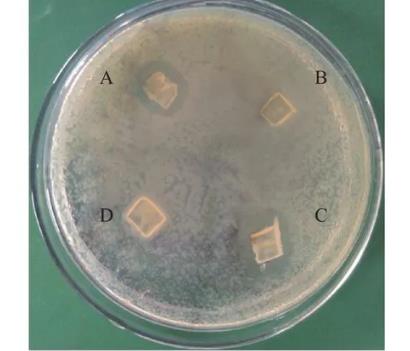 豨薟草果實內生細菌分離、鑒定、生長特性、抑菌效果及藥敏分析（二）