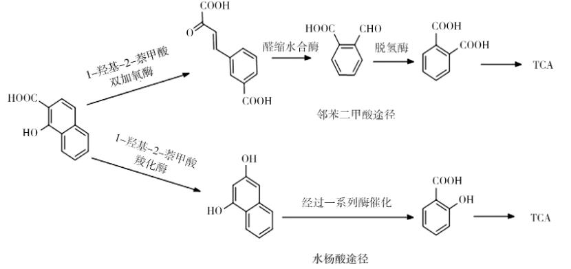綜述微生物修復(fù)菲污染中降解菌的菌屬、降解機(jī)理、分子機(jī)制、影響因素（二）