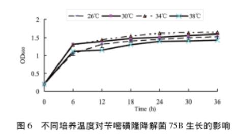 芐嘧磺隆降解菌株75B的生長曲線、生長及降解（二）