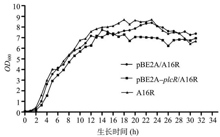 PlcR在炭疽芽胞桿菌A16R中對其生長狀態(tài)、溶血酶活性及神經(jīng)磷脂酶活性影響（二）