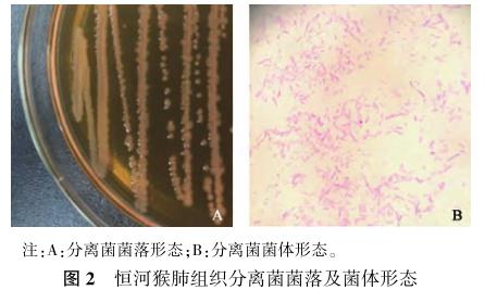 恒河猴肺中陰溝腸桿菌的分離鑒定及藥物敏感性試驗——結果、討論