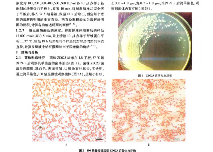 納豆芽胞桿菌生理生化鑒定、生長曲線及產納豆激酶的酶活力