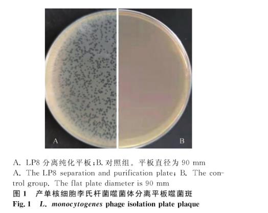 產單核細胞李氏桿菌噬菌體分離、超離、宿主譜鑒定及生長曲線繪制（一）