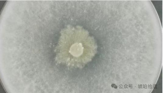 Biosense微生物生長(zhǎng)動(dòng)態(tài)監(jiān)測(cè)系統(tǒng)優(yōu)化哈茨木霉菌生長(zhǎng)條件研究方案