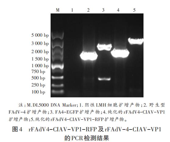 基于體外重組雞傳染性貧血病毒生長曲線研究復制效率（二）